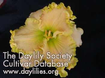 Daylily Jimmie Louise Miller